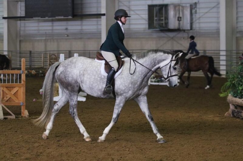 In Utero 2025 Hunter Foal
