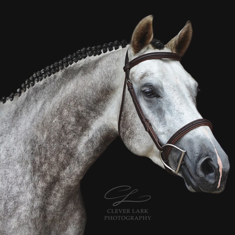In Utero 2025 Hunter Foal