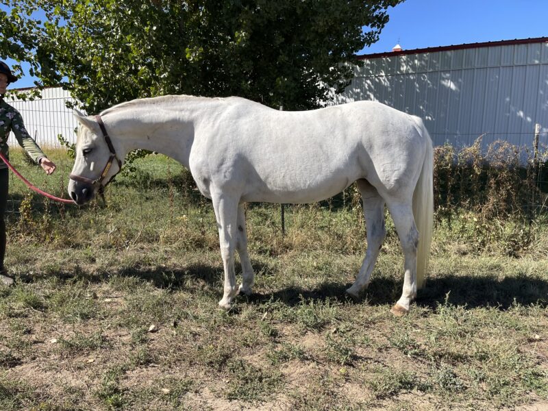 In Utero 2025 Hunter Foal