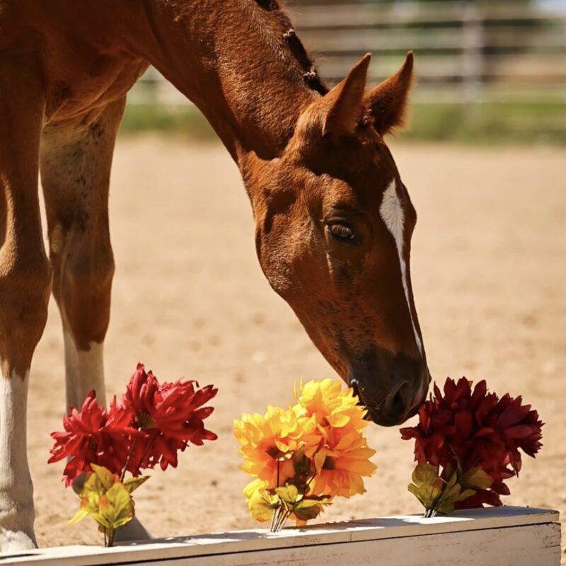 In Utero 2025 Hunter Foal