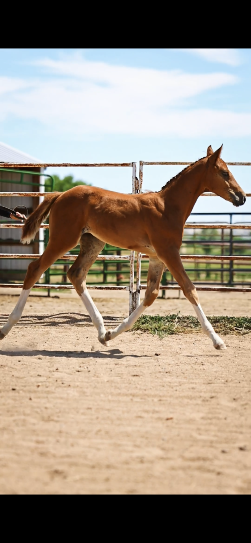 In Utero 2025 Hunter Foal