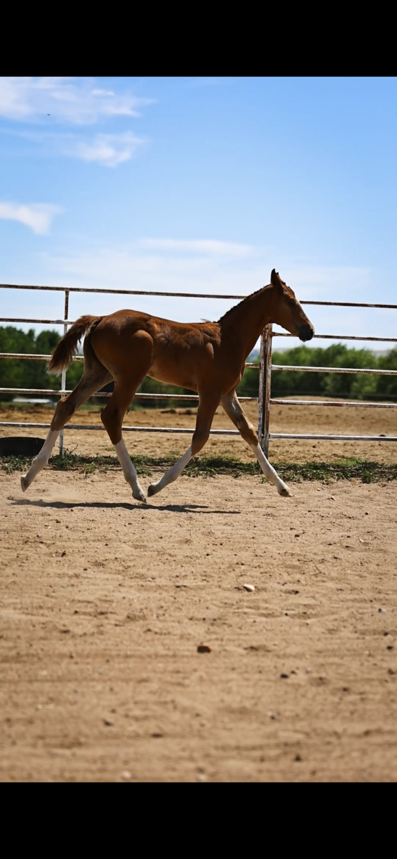 In Utero 2025 Hunter Foal
