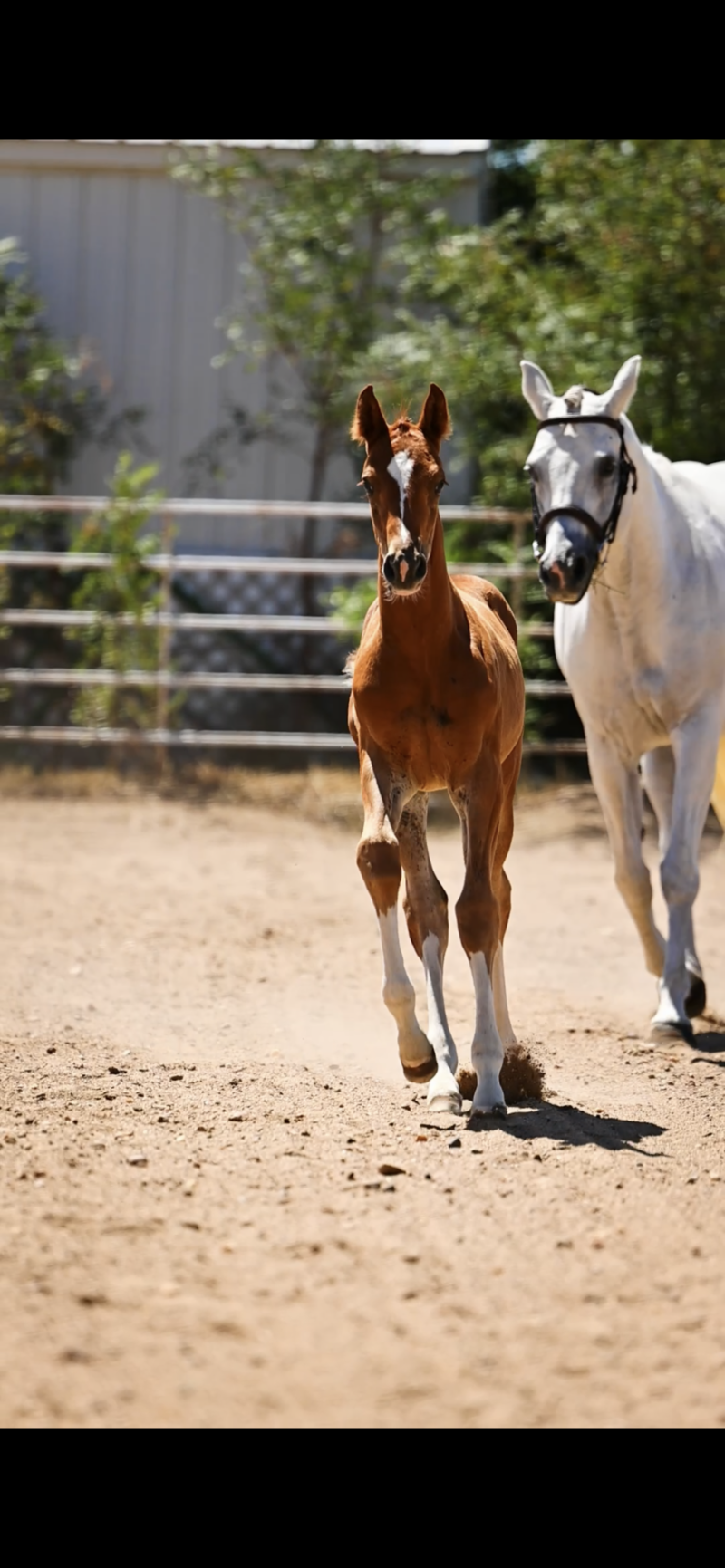 In Utero 2025 Hunter Foal