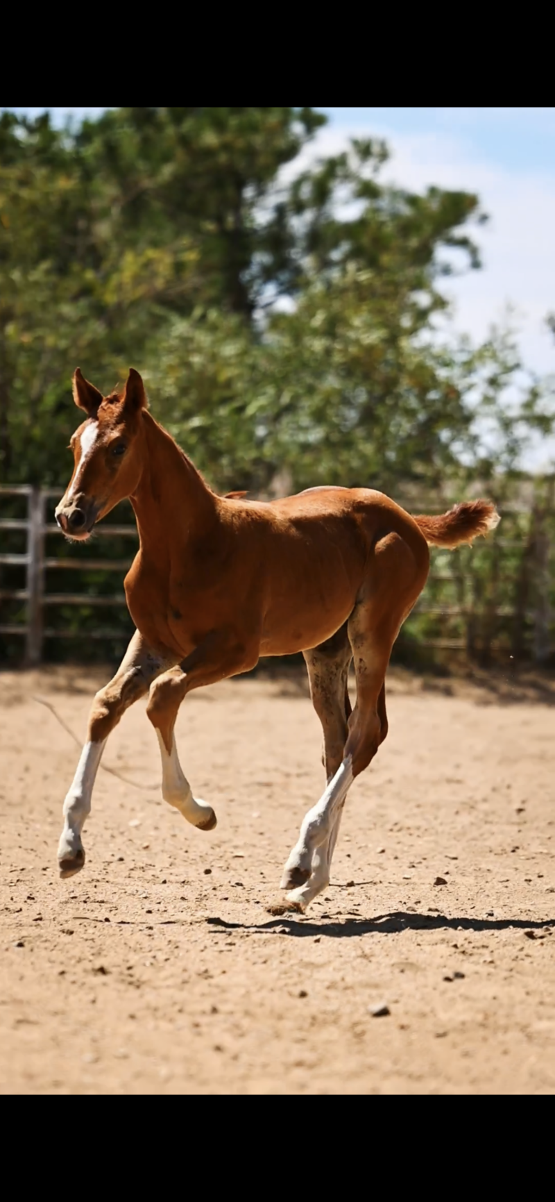 In Utero 2025 Hunter Foal