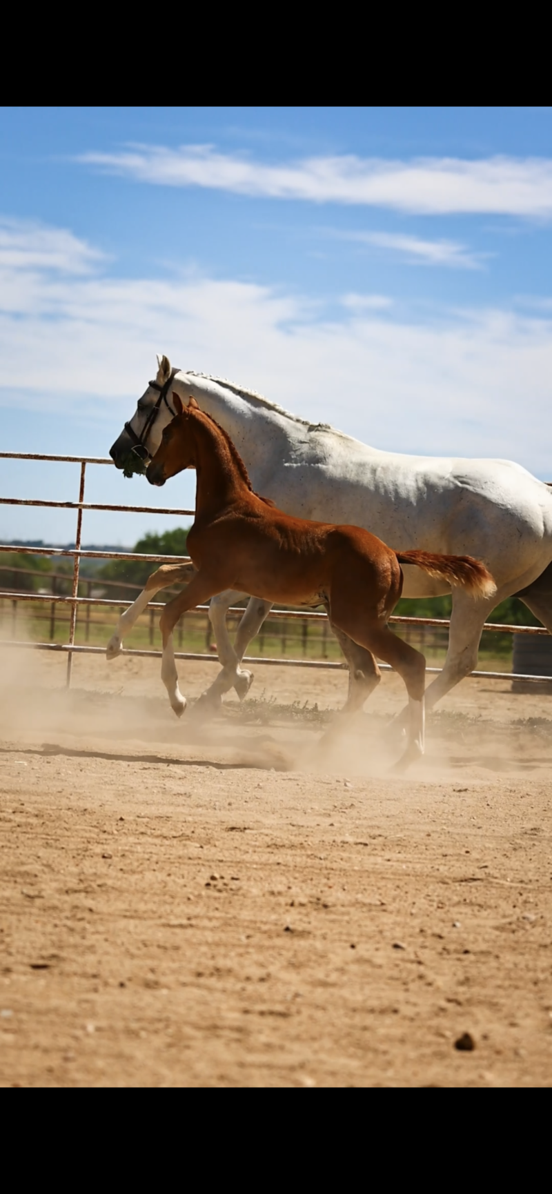 In Utero 2025 Hunter Foal