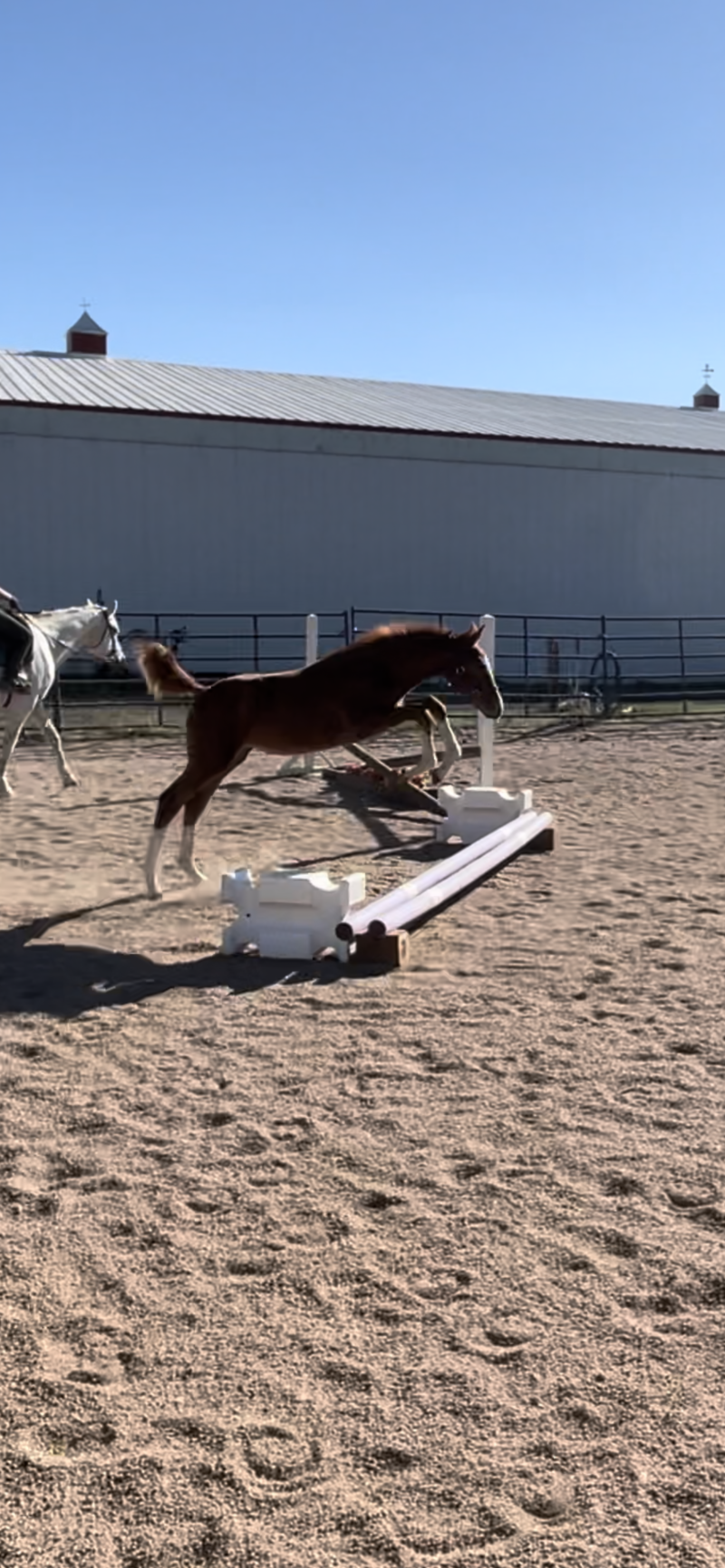 In Utero 2025 Hunter Foal