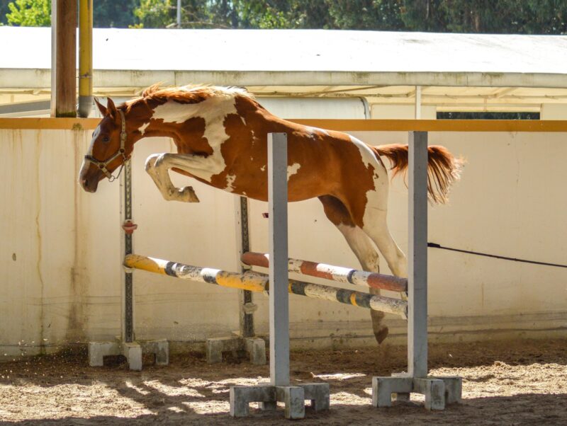 June 2025 in utero tobiano colt with Visage, Baloubet, Voltaire. 50% chances of Homozygous !