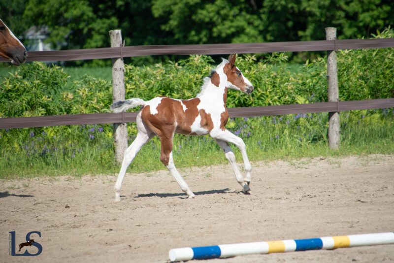 Homozygous Tobiano colt with Visage, Baloubet, Voltaire
