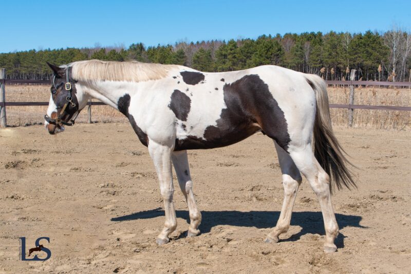 June 2025 in utero tobiano colt with Visage, Baloubet, Voltaire. 50% chances of Homozygous !