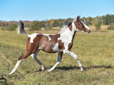 Well bred Westfalen tobiano yearling
