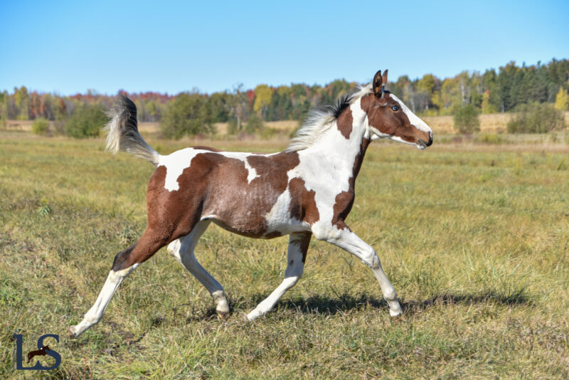 Well bred Westfalen tobiano yearling