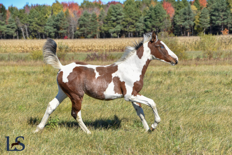Well bred Westfalen tobiano yearling