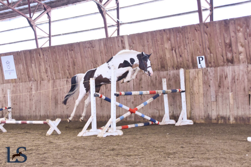 Well bred Westfalen tobiano yearling