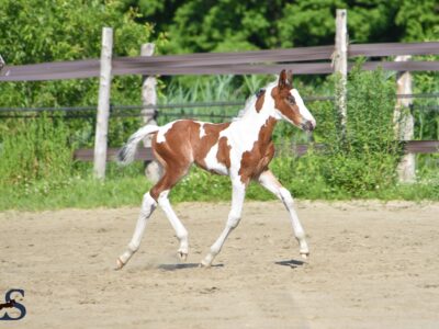 Homozygous Tobiano colt with Visage, Baloubet, Voltaire