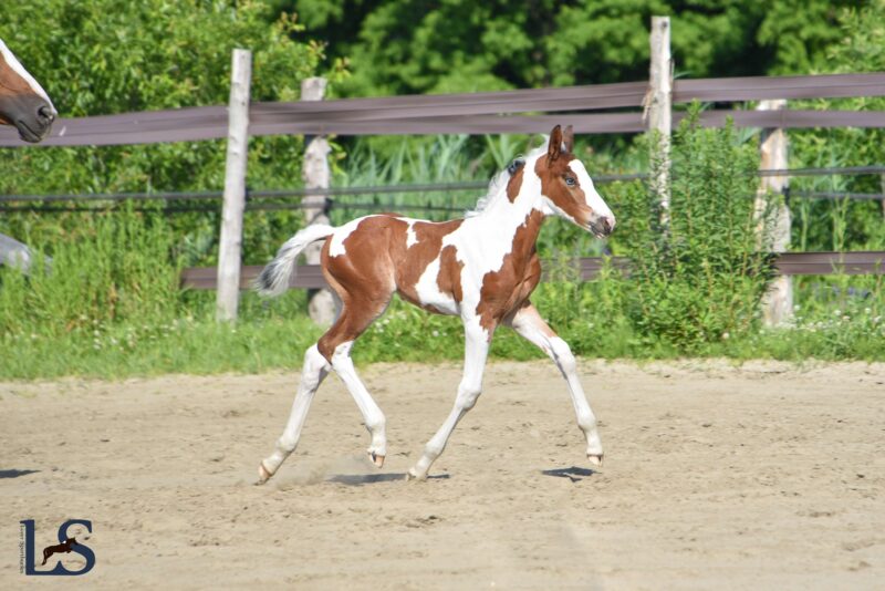 Homozygous Tobiano colt with Visage, Baloubet, Voltaire