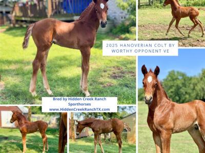 2025 Worthy Opponent Colt - name pending