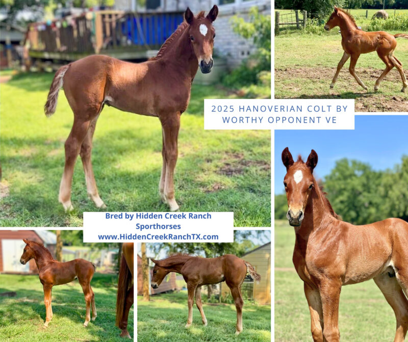 2025 Worthy Opponent Colt - name pending
