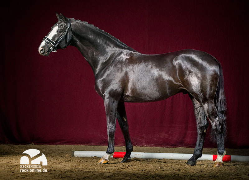 TOP Quality April 2025 Colt - Hirtentanz x Jannellie (Colman x Contact vd Heffinck)