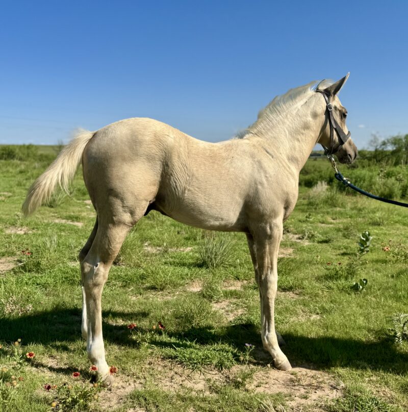 My Golden Bling MTP