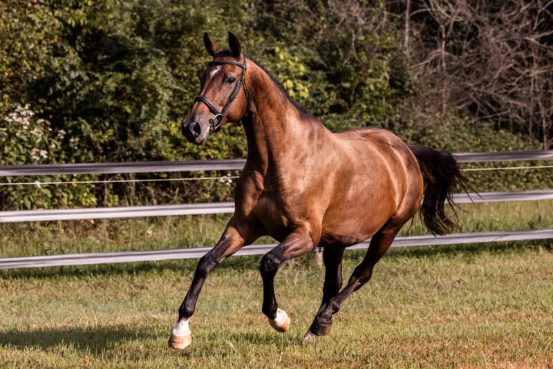 In Utero 2026 (Heartvit ZH x Numero Uno x Galoubet A)