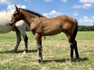 TOP Quality April 2025 Colt - Hirtentanz x Jannellie (Colman x Contact vd Heffinck)