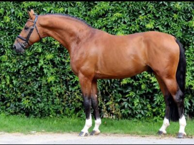 In Utero 2026 (Heartvit ZH x Numero Uno x Galoubet A)