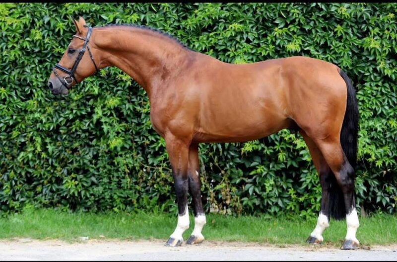 In Utero 2026 (Heartvit ZH x Numero Uno x Galoubet A)