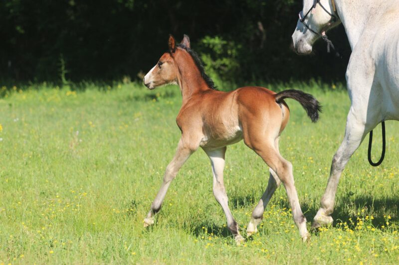 TOP Quality April 2025 Colt - Hirtentanz x Jannellie (Colman x Contact vd Heffinck)