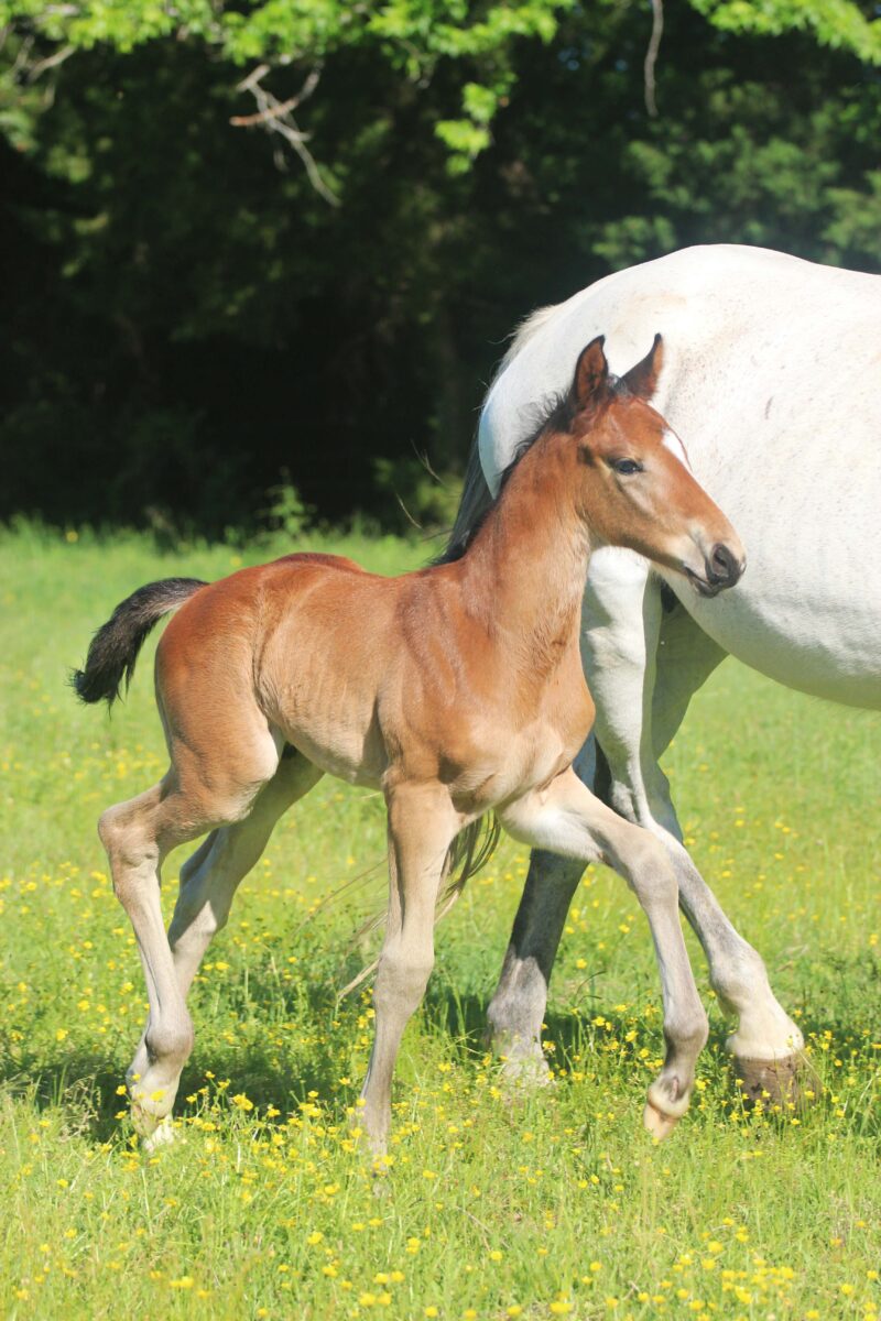 TOP Quality April 2025 Colt - Hirtentanz x Jannellie (Colman x Contact vd Heffinck)