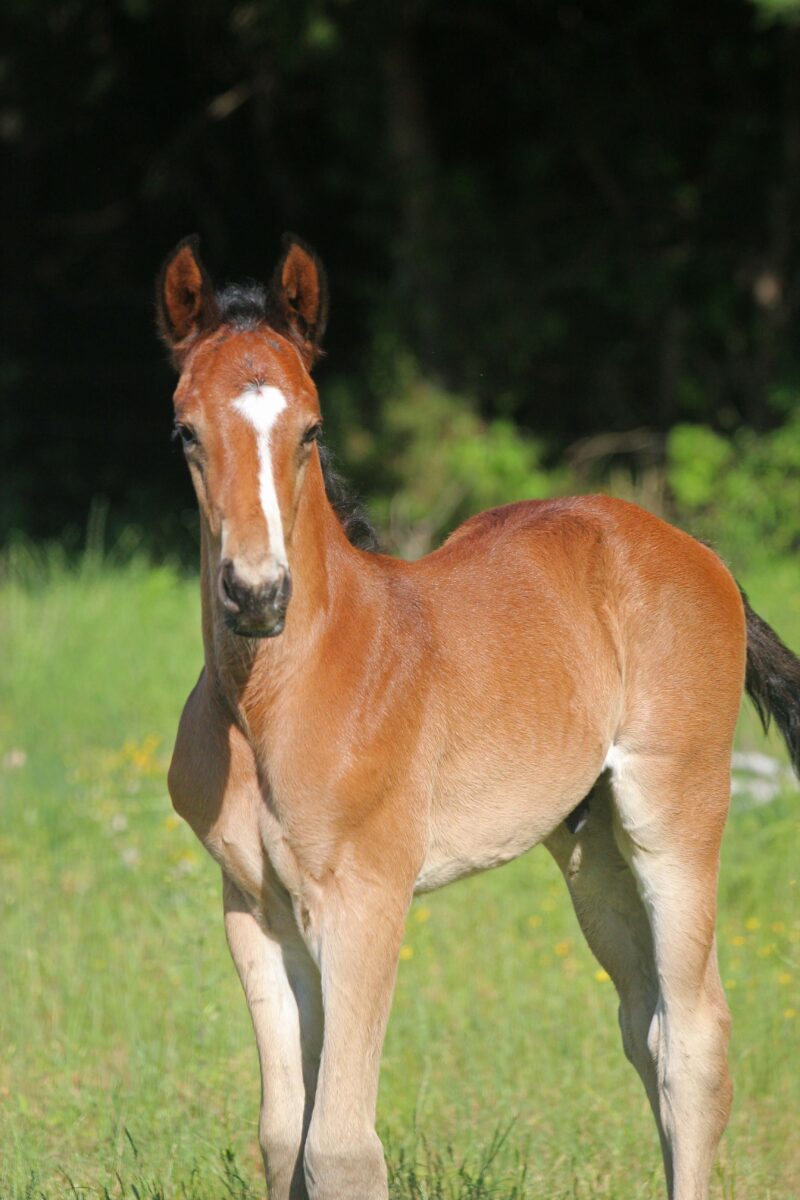 TOP Quality April 2025 Colt - Hirtentanz x Jannellie (Colman x Contact vd Heffinck)