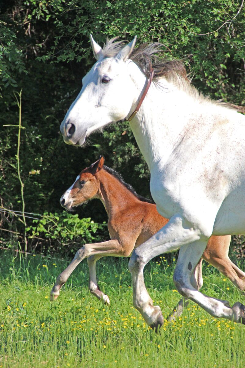 TOP Quality April 2025 Colt - Hirtentanz x Jannellie (Colman x Contact vd Heffinck)