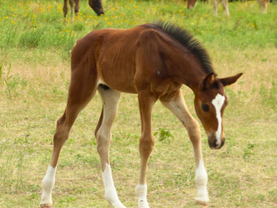 Grafton (Snaike de Blondel) x Acodetto I - 2025 Colt