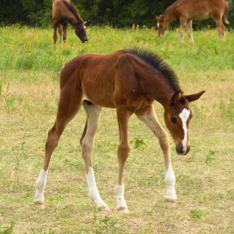 Grafton (Snaike de Blondel) x Acodetto I - 2025 Colt