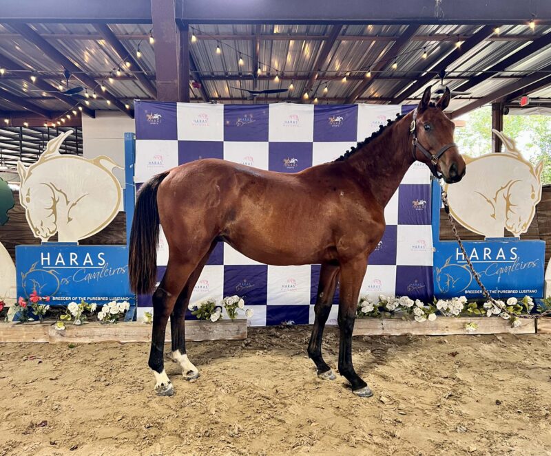 U-Noche & Gabbana HC