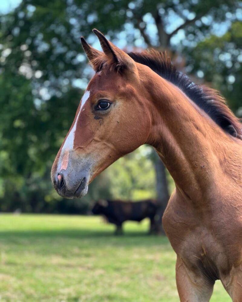 TOP Quality April 2025 Colt - Hirtentanz x Jannellie (Colman x Contact vd Heffinck)