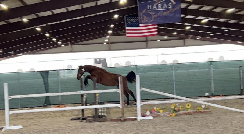 U-Noche & Gabbana HC