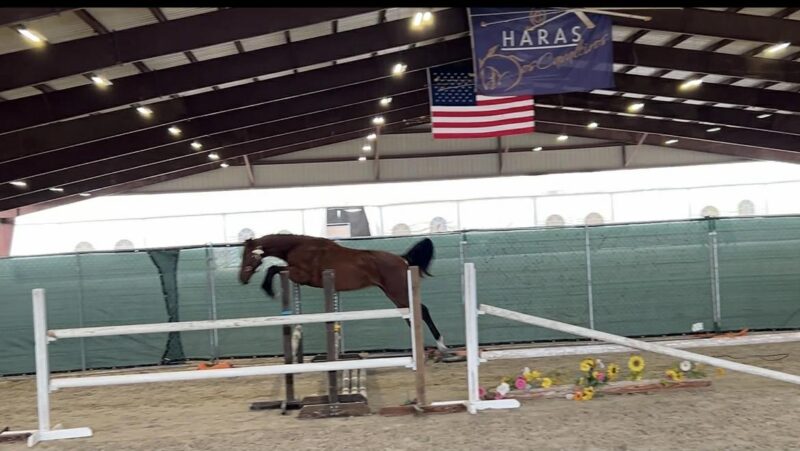 U-Noche & Gabbana HC