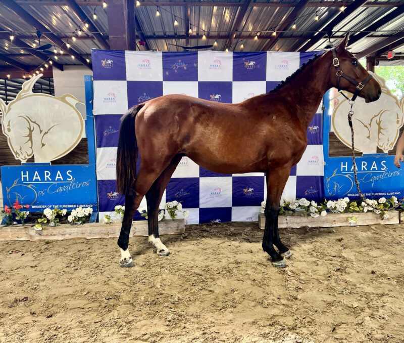 U-Noche & Gabbana HC