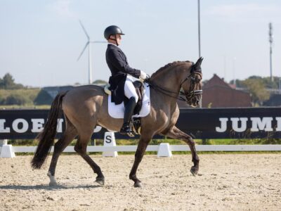 In-Utero Foal Available – June 2026