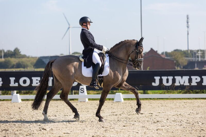In-Utero Foal Available – June 2026