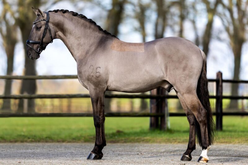 In-Utero Foal Available – June 2026