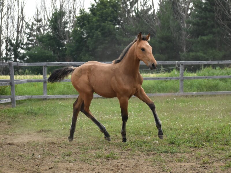 Calypso QTM