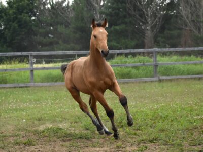 Calypso QTM