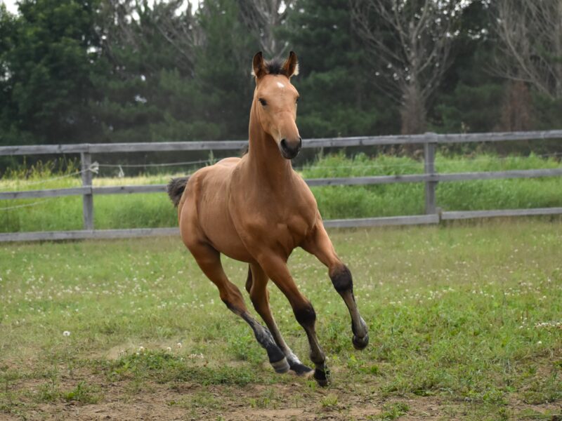 Calypso QTM