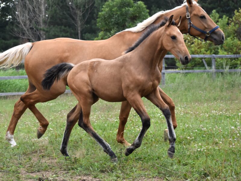 Calypso QTM