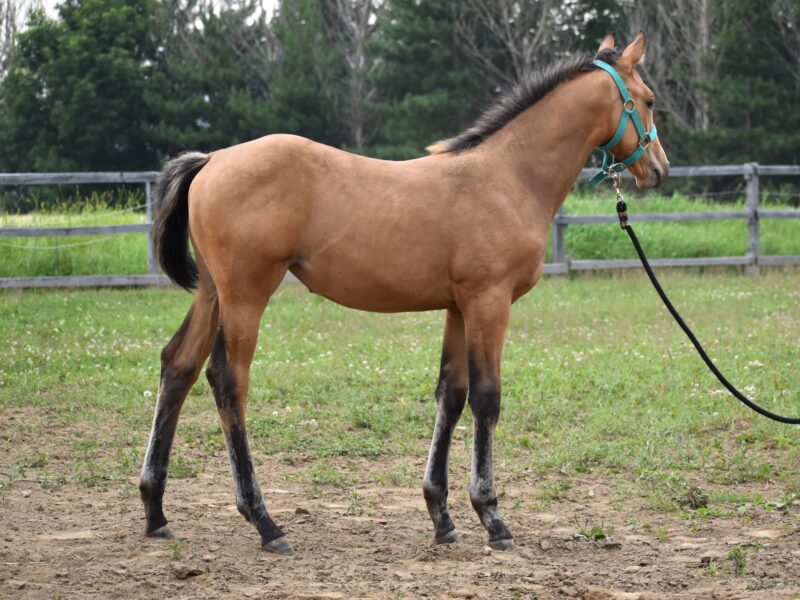 Calypso QTM