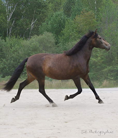 In-Utero Foal Available – June 2026