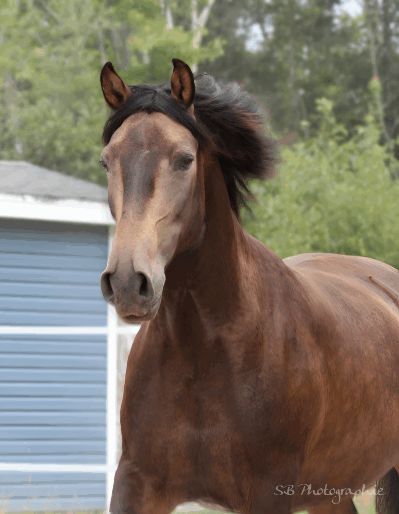In-Utero Foal Available – June 2026