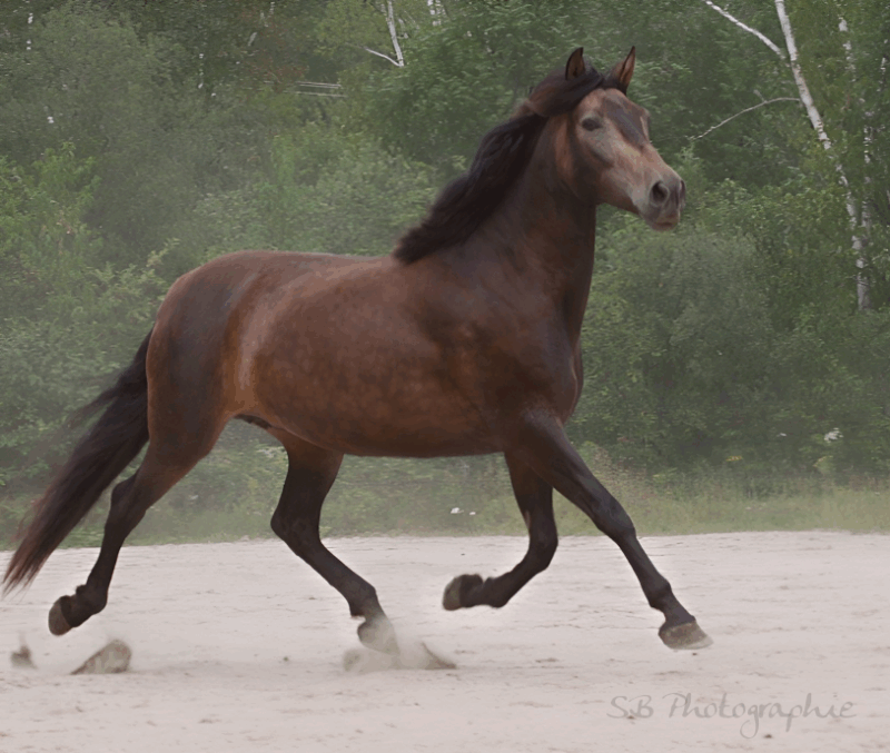 In-Utero Foal Available – June 2026