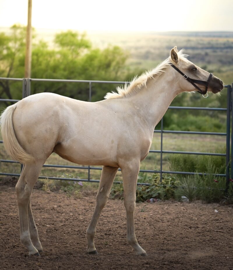 My Golden Bling MTP